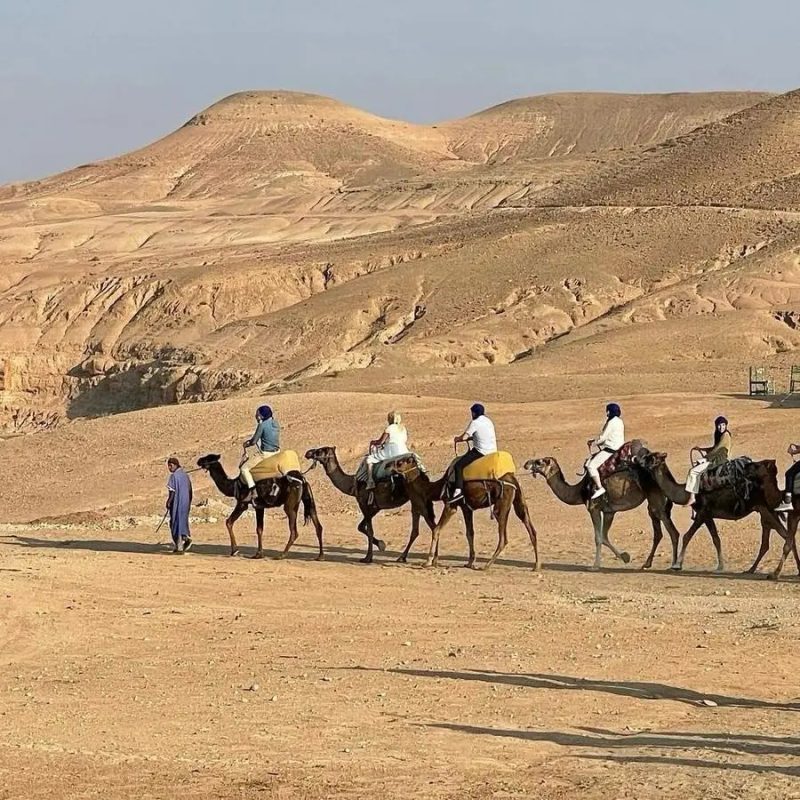 camel-cropped.jpg