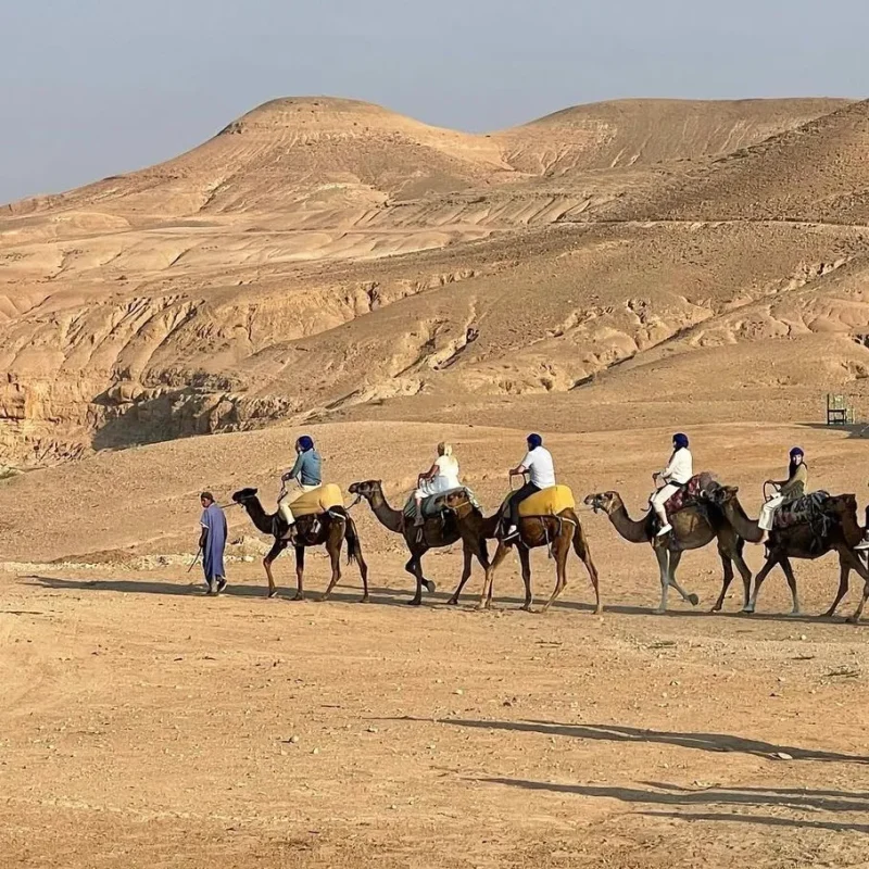 camels in morocco