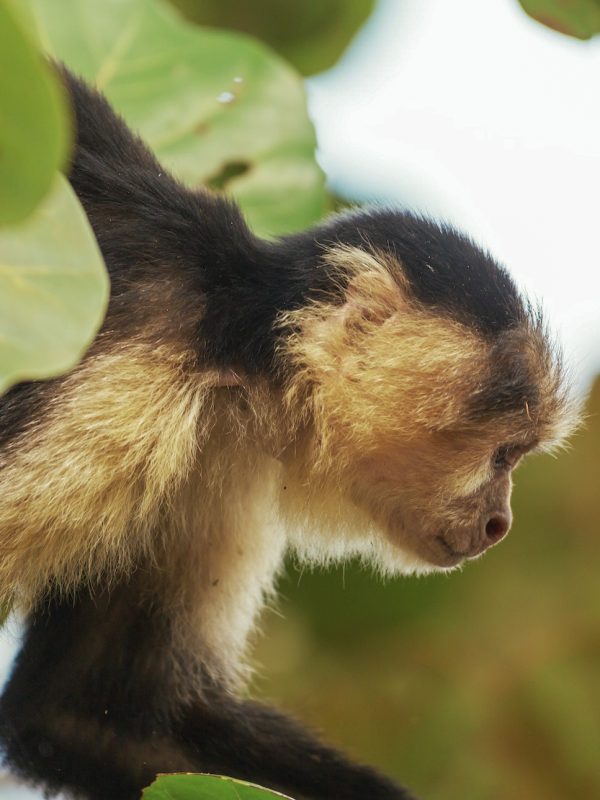 monkey-in-costa-rica_Lightroom