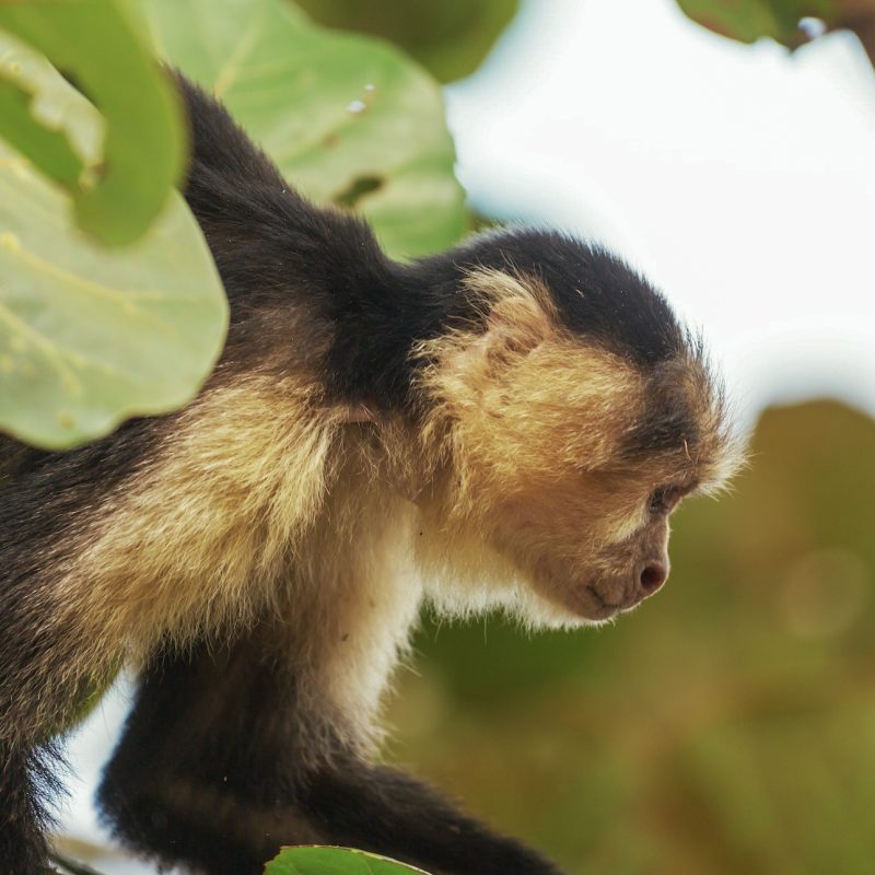 monkey-in-costa-rica_Lightroom